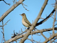 (c) Walter Bustamante. El Drag�n - C�rdoba. 