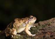 (c) Emilio Martin Perez. Reserva Privada Punta del Agua - San Luis. 