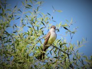 (c) Enzo Rossi. Parque Provincial Chancan�. 