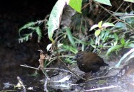 (c) G.C.Mueller. Parque Nacional Baritu. 														