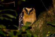 (c) Andres Teran. Parque Nacional Aconquija - Tucuman. 														