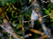 (c) Andres Teran. Establecimiento Los Picazos - Formosa. 														