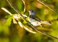 (c) Andres Teran. Reserva Privada y Ecolodge Surucu� - Misiones. 														