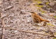 (c) Andres Teran. Cuesta del Obispo - Salta. 														