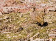 (c) Andres Teran. Reserva de Biosfera San Guillermo - San Juan. 														