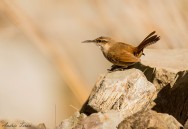 (c) Andres Teran. Santa Victoria Oeste - Salta. 