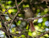 (c) Andres Teran. San Pedro - Misiones. 														