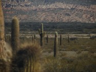 (c) Nicols Maioli. Vista del Cardonal. 