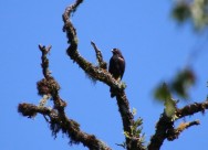 (c) G.C.Mueller. Reserva Nacional El Nogalar de Los Toldos.. 														