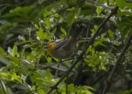 (c) Melanie Rodríguez de La Fuente. TANGARÁ GRIS. 							Thlypopsis sordida en el Parque Nacional Aconquija										