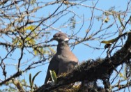 (c) Omar Nieva. Paloma Nuca Blanca. 																																																																						