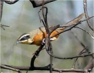 (c) Flavio Moschione. Gallito de collar chaque�o en el Parque Nacional Copo. Moschione, F.N.  2021. III Monitoreo de Biodiversidad, Unidad de Conservaci�n Copo. Muestreos de Avifauna Parque Nacional y Parque Provincial Copo, Santiago del Estero. Informe del Ejercicio Marzo-Abril 2021. IF-2021-125078104-APN-DRNOA#APNAC