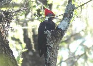 (c) Flavio Moschione. Carpintero negro en el Parque Nacional Copo. Moschione, F.N.  2021. III Monitoreo de Biodiversidad, Unidad de Conservaci�n Copo. Muestreos de Avifauna Parque Nacional y Parque Provincial Copo, Santiago del Estero. Informe del Ejercicio Marzo-Abril 2021. IF-2021-125078104-APN-DRNOA#APNAC