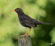(c) Uchi Medina. Biodivesidad del Parque Nacional Aconquija. 																												