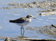 (c) Carlos M. Cabrera. . 																																										Lavalle, Mendoza.																											