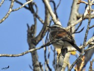 (c) Carlos M. Cabrera. . 														