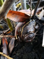 (c) Camilo Rotela. RANA DE CUATRO OJOS. 							