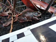 (c) Camilo Rotela. RANA DE CUATRO OJOS. 							