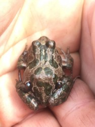 (c) Bronfman, Mara. RANA DE CUATRO OJOS. 							