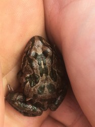 (c) Bronfman, Mara. RANA DE CUATRO OJOS. 							