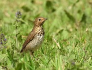 (c) Carlos M. Cabrera. . 							Reserva Villavicencio																					