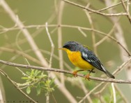 (c) Puebla Luis. PITIAYUMI. Pitiayumi en el Parque Nacional Aconquija					