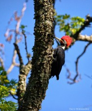 (c) Facundo Fern�ndez. Carpintero negro . 														