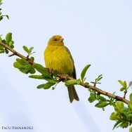 (c) Facundo Fern�ndez. . 														