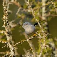 (c) Facundo Fern�ndez. Tacuarita azul hembra sobre espinillo. 														