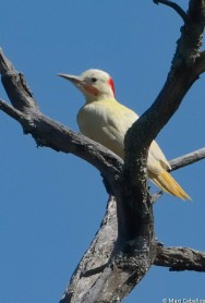 (c) Maximiliano Ceballos. Carpintero real com�?ºn . 																					Carpintero real com?n. PN Traslasierra.																																			