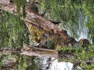 (c) Silvia Viera. Cauquén Real (Chloephaga poliocephala) -  Cascada Los Alerces. 																												