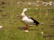 (c) Sergio Moisiuk. Chloephaga melanoptera. Chloephaga melanoptera (Guayata)							