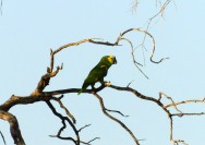 (c) Julio Monguillot. Loro hablador en PN Trslasierra. 														