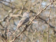 (c) Cavicchia Marcelo. . 														