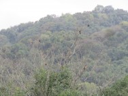 (c) Josefina Zelaya. TUCAN GRANDE. Una bandada de y Tucanes