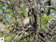 (c) Lorena Sep�lveda Palma. Cachilo. 														