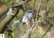 (c) Lorena SepÃºlveda Palma. Tacuarita azul. 																																										