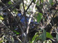 (c) Fernando Lopez Garcete. PALOMA NUCA BLANCA. 							