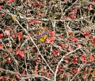 (c) Leonardo Gonz�lez. PITIAYUMI. 							