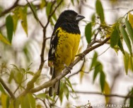 (c) Facundo Fern�ndez. Rey del bosque. 									Pheuticus ariventris - Rey del bosque avistado en rodal de �rboles en el sitio denominado \