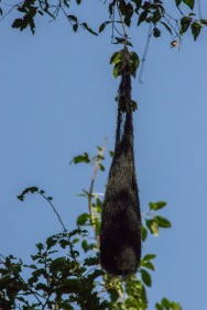 (c) Melanie Rodriguez De La Fuente. BOYERO ALA AMARILLA. Nido colgante de Cacicus chrysopterus