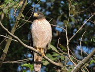 (c) Leonardo Gonzalez. TAGUAT� COM�N. 							