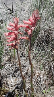 (c) Fernanda Fabbio. Sacoila lanceolata. 														