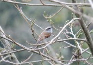 (c) Leonardo Gonzlez. PITAJO GRIS. 							