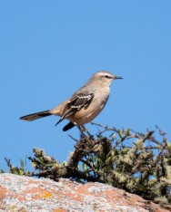 (c) Sebastin Usandivaras. Calandria mora en el Valle Encantado, Parque Nacional Los Cardones. 														