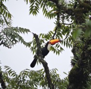 (c) Leonardo Gonzalez. TUCAN GRANDE. 							