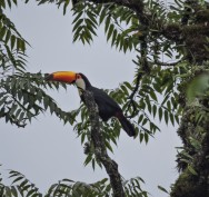 (c) Leonardo Gonzalez. TUCAN GRANDE. 							