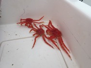 (c) Walker Ian. CENTOLLA. 							