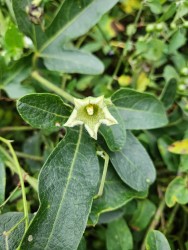 (c) Camila Abarca. Sanda purgante (Cayaponia podantha). 														