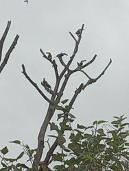 (c) Ana Beatriz Svaldi. TUCAN GRANDE. Bandada de 20 tucanes en Piedra Grande						